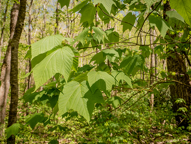 Acer pensylvanicum (Striped maple) #83400