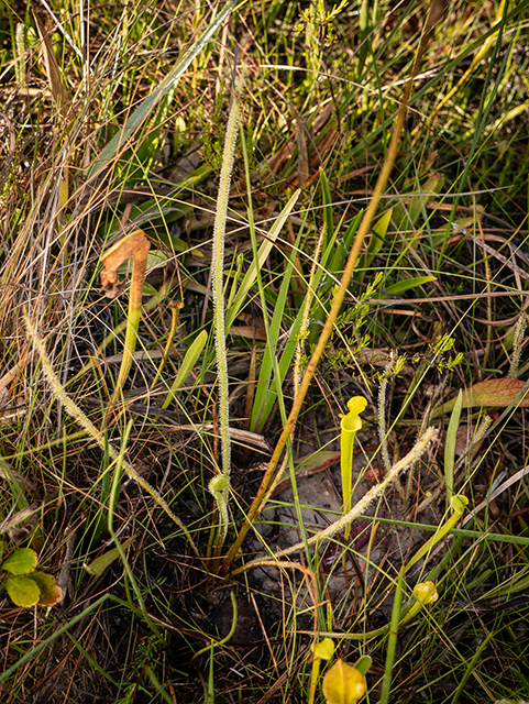 Drosera tracyi (Tracy's sundew) #83449