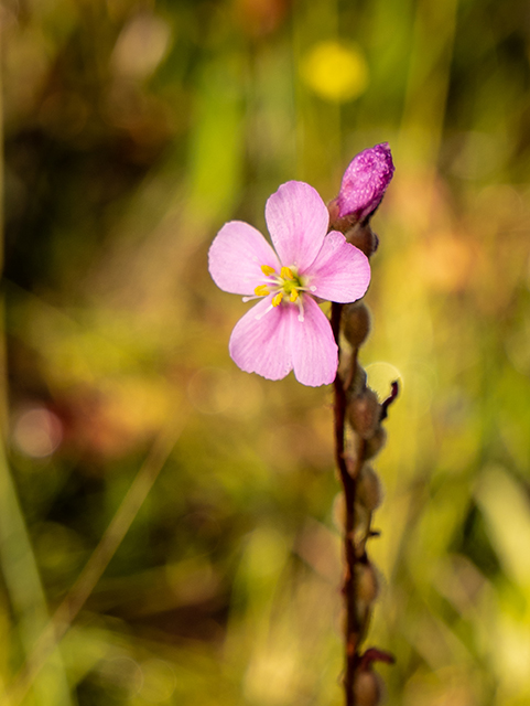 Drosera tracyi (Tracy's sundew) #83450