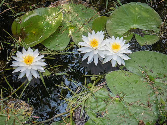 Nymphaea odorata (American white water-lily) #83495