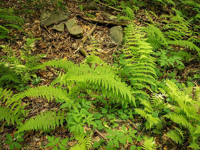 Dennstaedtia punctilobula (Eastern hay-scented fern) #83536