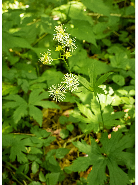 Trautvetteria caroliniensis var. caroliniensis (Carolina bugbane) #83595