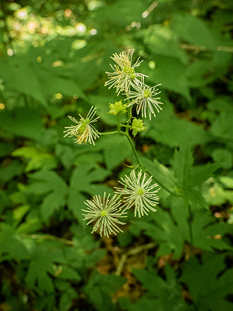 Trautvetteria caroliniensis var. caroliniensis (Carolina bugbane) #83596