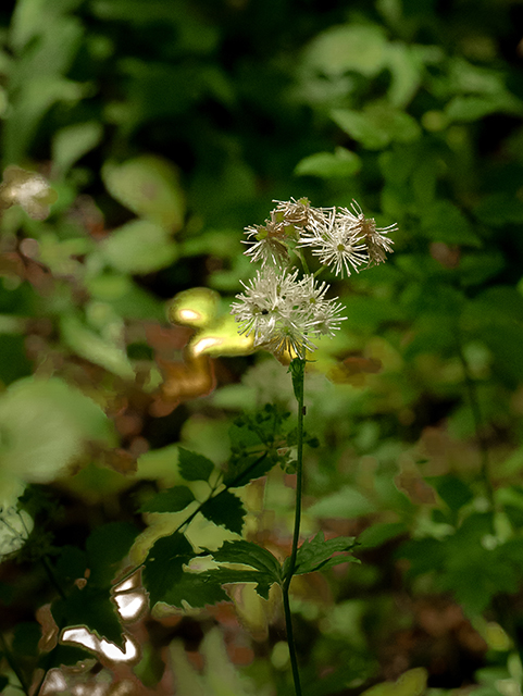 Trautvetteria caroliniensis var. caroliniensis (Carolina bugbane) #83597