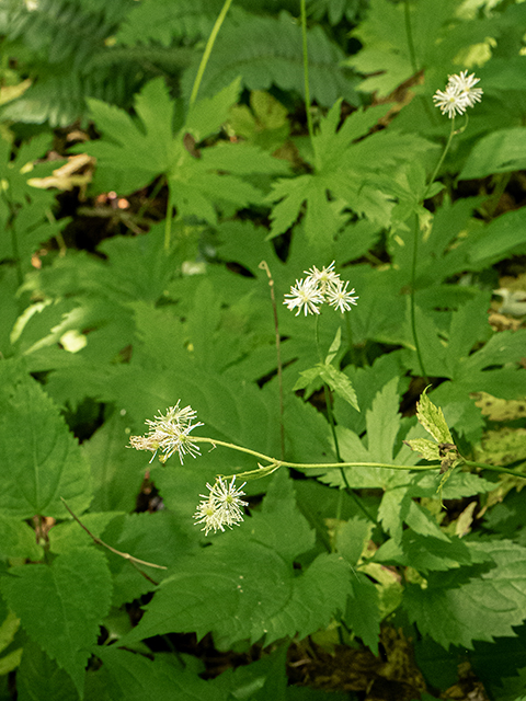 Trautvetteria caroliniensis var. caroliniensis (Carolina bugbane) #83598