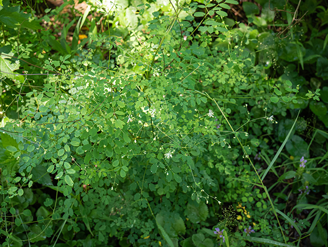 Thalictrum macrostylum (Piedmont meadow-rue) #83599