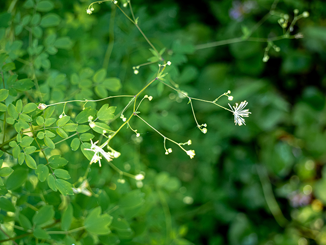 Thalictrum macrostylum (Piedmont meadow-rue) #83600