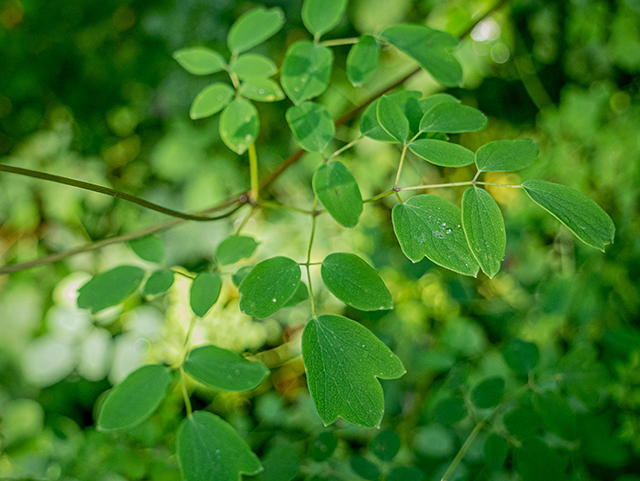 Thalictrum macrostylum (Piedmont meadow-rue) #83601