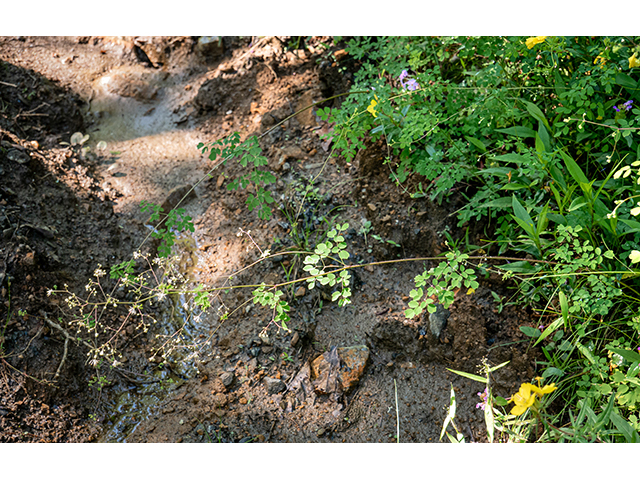 Thalictrum macrostylum (Piedmont meadow-rue) #83602