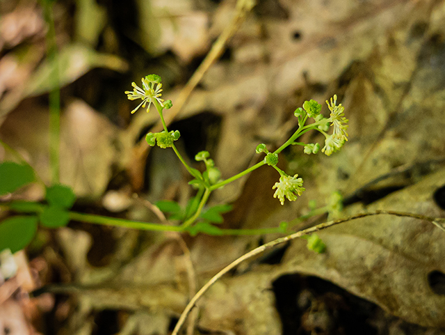 Thalictrum macrostylum (Piedmont meadow-rue) #83630