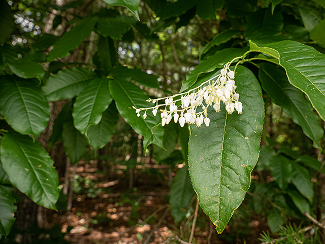 Oxydendrum arboreum (Sourwood) #83675