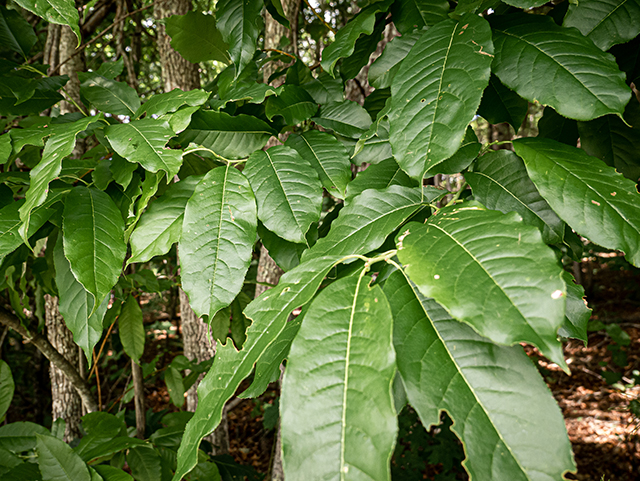 Oxydendrum arboreum (Sourwood) #83676