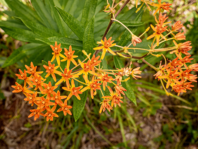 Asclepias tuberosa (Butterflyweed) #83681