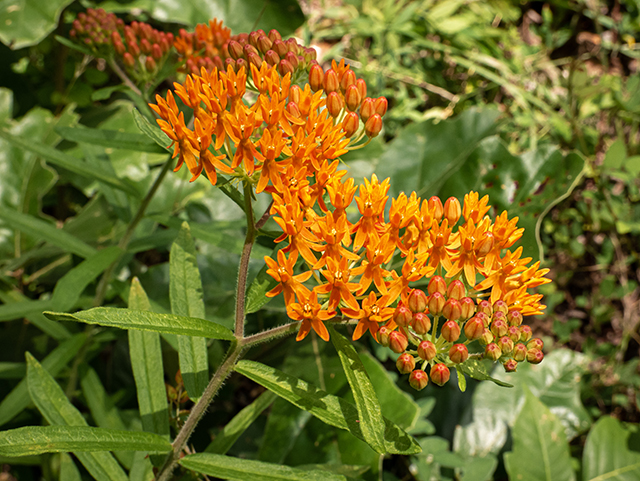 Asclepias tuberosa (Butterflyweed) #83682