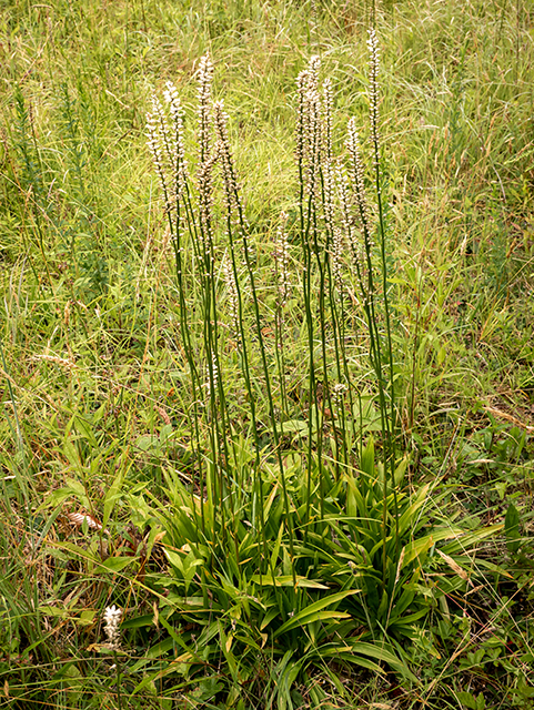 Aletris farinosa (White colicroot) #83684