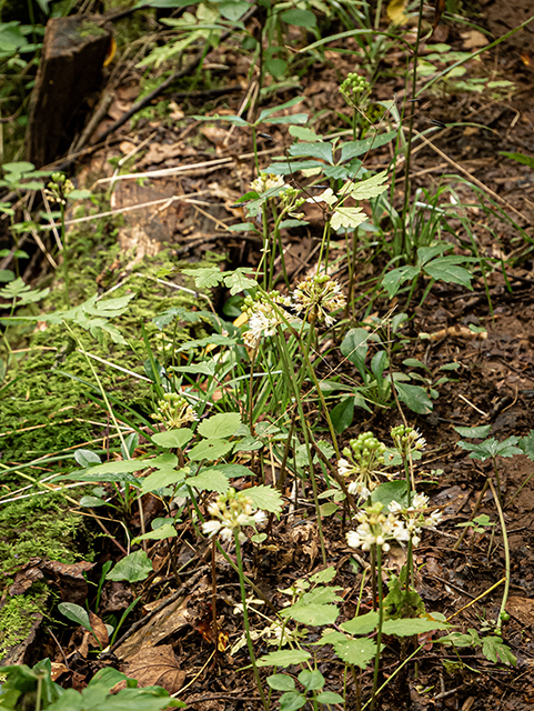 Allium tricoccum (Wild leek) #83896