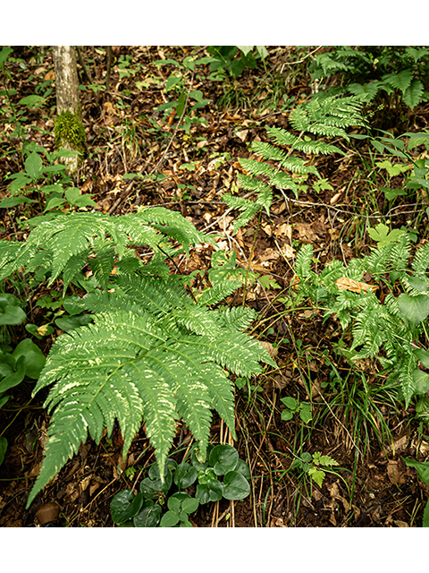 Dryopteris goldiana (Goldie's woodfern) #83897