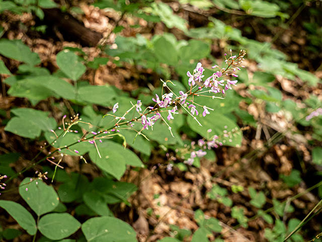 Desmodium nudiflorum (Nakedflower ticktrefoil) #83900