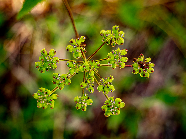 Thaspium trifoliatum (Purple meadowparsnip) #83916