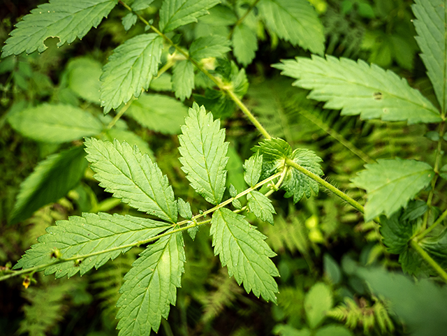 Agrimonia gryposepala (Tall hairy agrimony) #83942