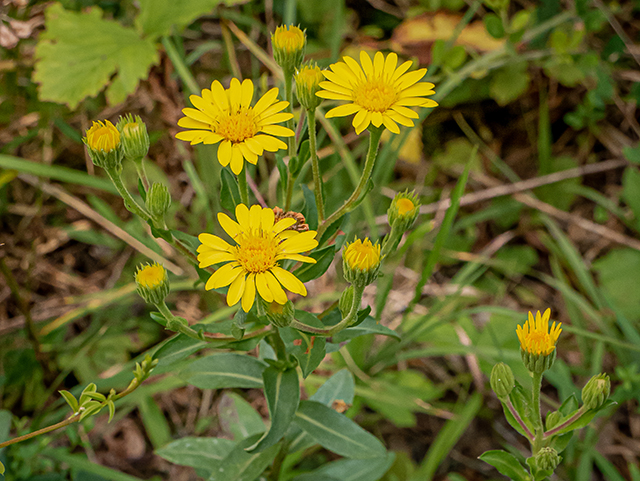 Chrysopsis mariana (Maryland goldenaster) #83973