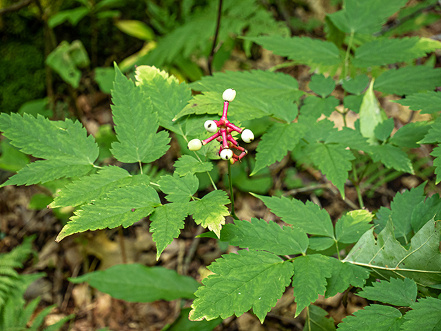 Actaea pachypoda (White baneberry) #84056