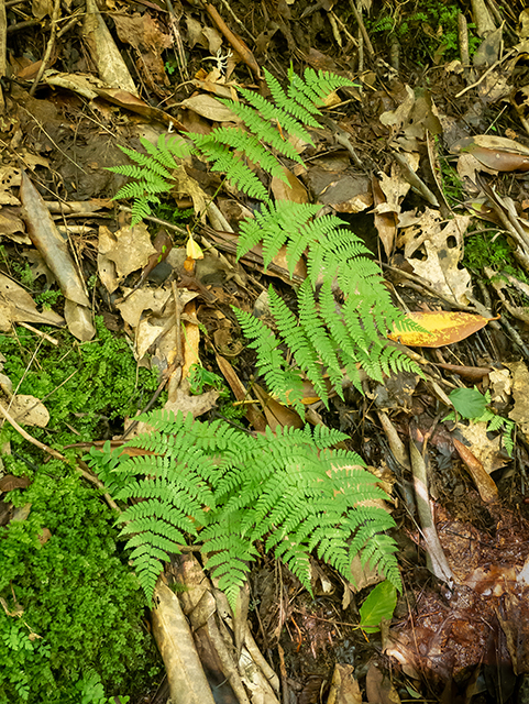 Dryopteris goldiana (Goldie's woodfern) #84080