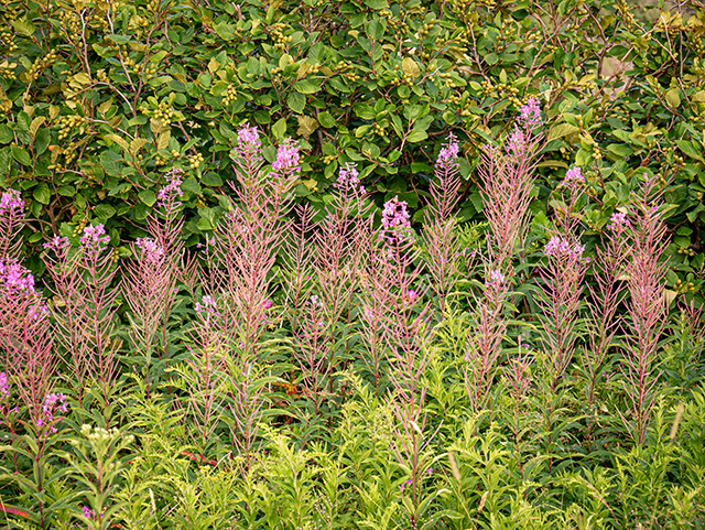 Chamerion angustifolium (Fireweed) #84116