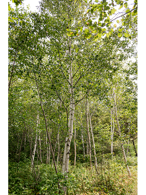 Betula papyrifera (Paper birch) #84181