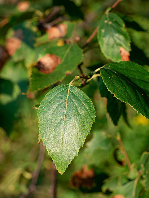 Betula papyrifera (Paper birch) #84199