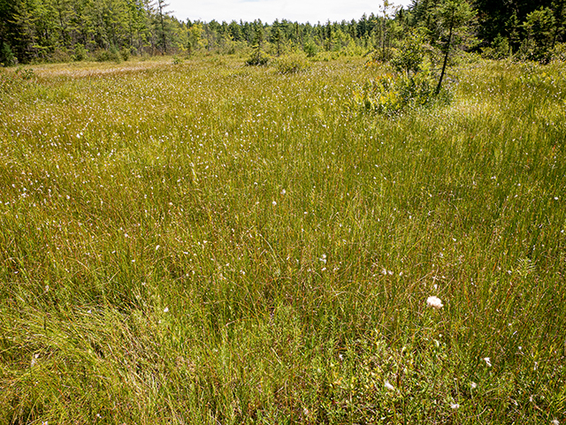 Eriophorum tenellum (Fewnerved cottongrass) #84249