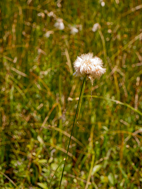 Eriophorum tenellum (Fewnerved cottongrass) #84250