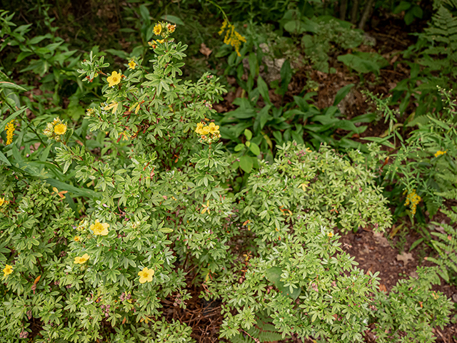 Dasiphora fruticosa (Shrubby cinquefoil) #84267