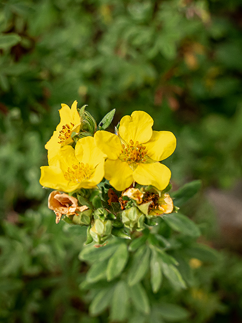 Dasiphora fruticosa (Shrubby cinquefoil) #84269