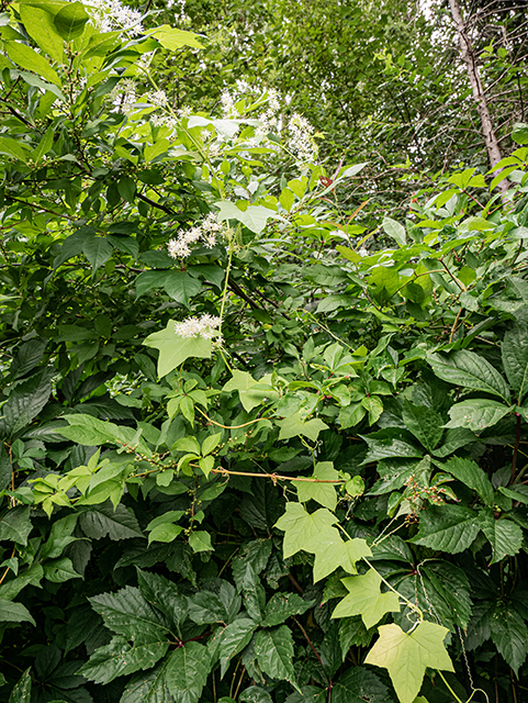 Echinocystis lobata (Wild cucumber) #84281