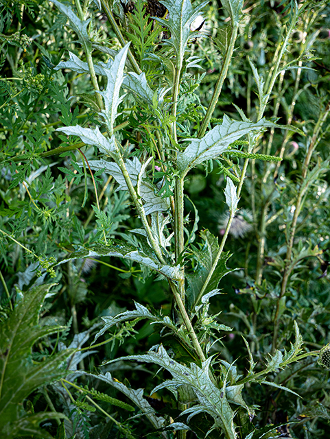 Cirsium discolor (Field thistle) #84324