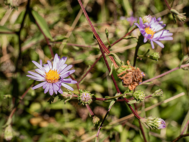 Symphyotrichum patens (Late purple aster) #84373