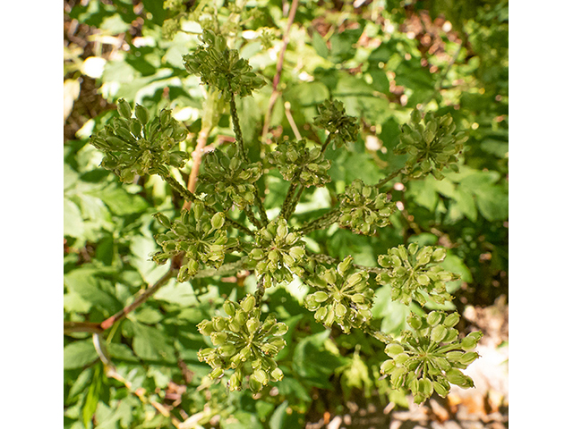 Angelica triquinata (Filmy angelica) #84452