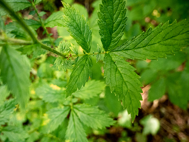 Agrimonia gryposepala (Tall hairy agrimony) #84458