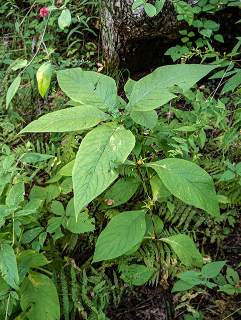 Triosteum aurantiacum (Orange-fruit horse-gentian) #84497