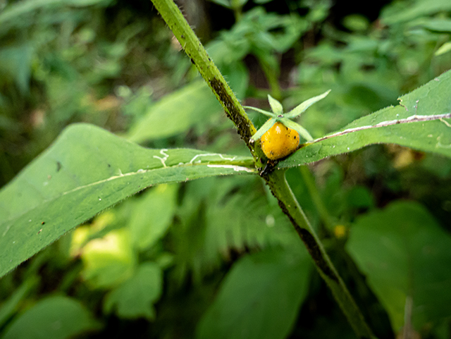 Triosteum aurantiacum (Orange-fruit horse-gentian) #84498