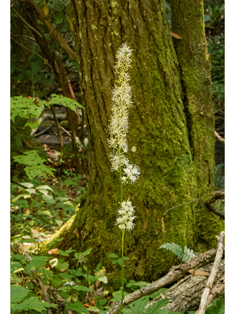 Actaea racemosa (Black baneberry) #84566