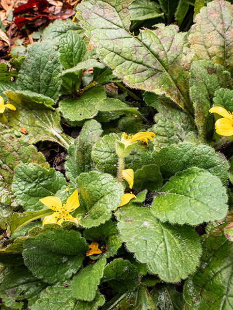 Chrysogonum virginianum (Green and gold) #84597