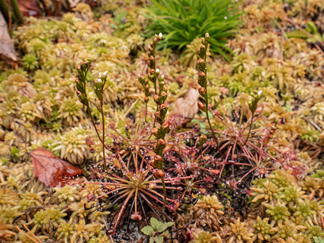 Drosera intermedia (Spoonleaf sundew) #84603