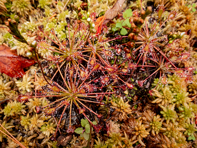 Drosera intermedia (Spoonleaf sundew) #84604