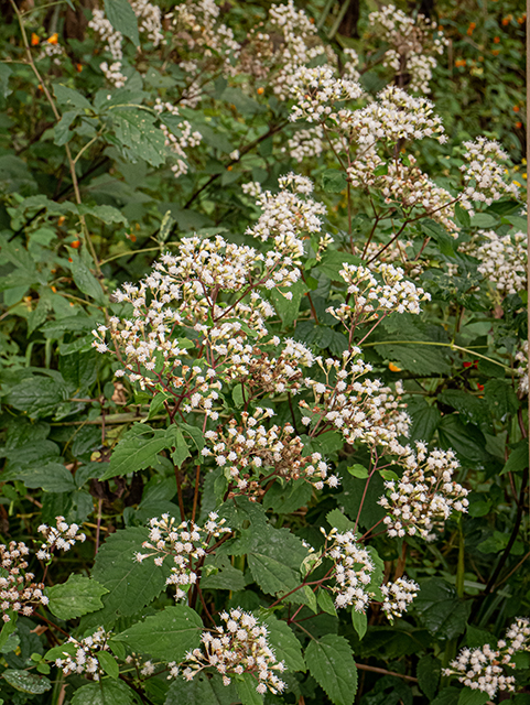 Ageratina altissima var. roanensis (Appalachian white snakeroot) #84629