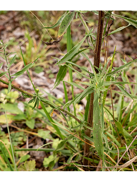 Symphyotrichum pilosum var. pilosum (Hairy white oldfield aster) #84660