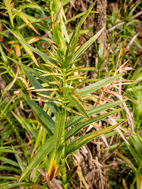 Dulichium arundinaceum (Threeway sedge) #84681