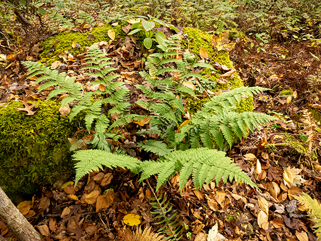 Dryopteris intermedia (Intermediate woodfern) #84697