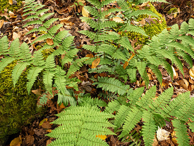 Dryopteris intermedia (Intermediate woodfern) #84698